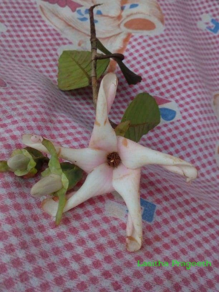 Dipterocarpus glandulosus 